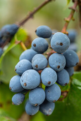 a bunch of deep blue coloured berries on the end of thin branch in the park