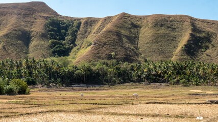 Dry landscape in Sumba Indonesia - July 2019