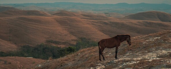 Horse in Bukit Tanarara - Mountain View in Sumba - Indonesia