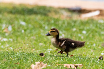 Adorable yellow and brown baby duckling marching through grass