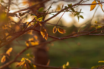 autumn leaves in the sun