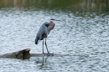 Great Blue Heron standing on log in the middle of a lake
