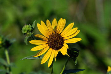 Tiny Green Lynx Spider on the petals of a Yellow Sunflower
