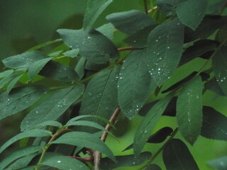 rain drops on a leaf