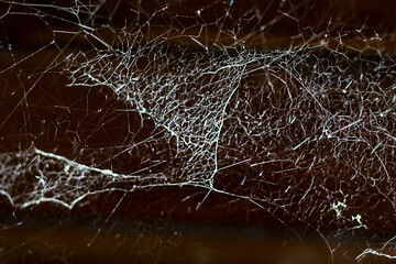 spider web 