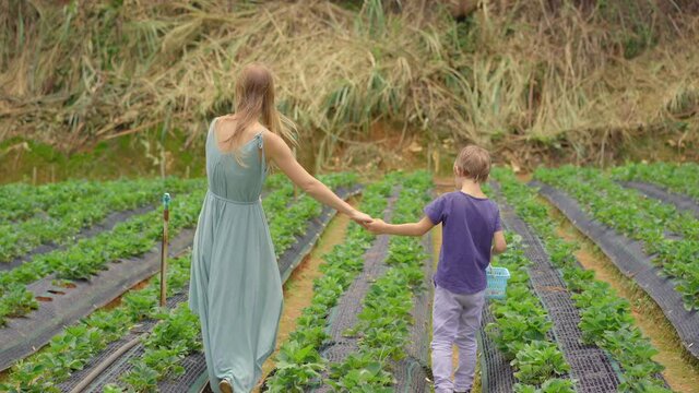 Young woman and her little son collect strawbery on an eco farm. Ecoturism concept