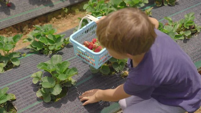 A little boy collects strawbery on an eco farm. Ecoturism concept