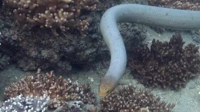Olive Sea Snake swimming along Great Barrier Reef - Slowmotion
