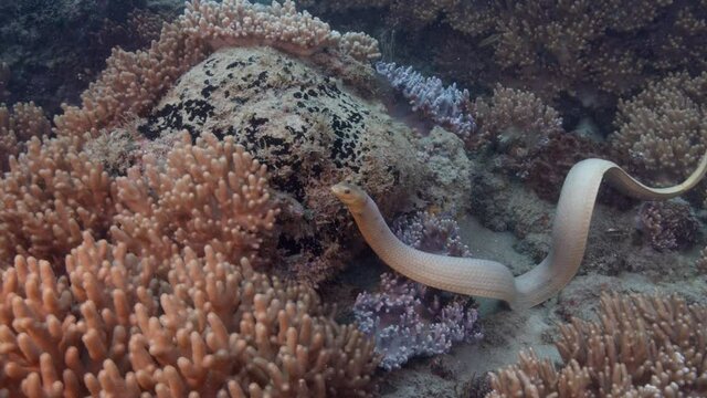 Olive Sea Snake swimming along Great Barrier Reef - Slowmotion