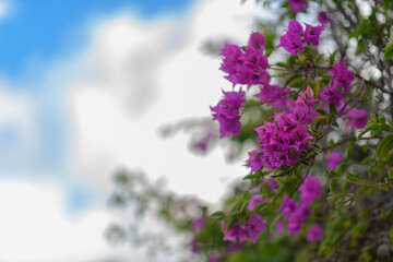 Bougainvillea in the garden