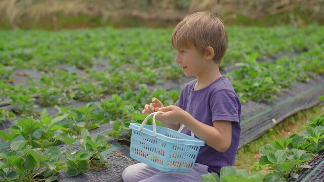 Young woman and her little son collect strawbery on an eco farm. Ecoturism concept