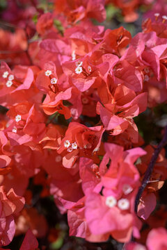 red flowers in the garden © NAOKI TSUKADA