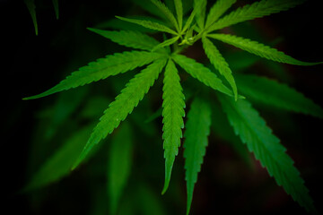 Fototapeta na wymiar Close up Cannabis Fresh Leaf,Young cannabis plants growing, marijuana leaf background. 