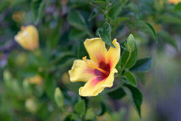 Meet the yellow hibiscus on a morning walk