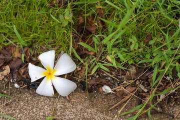 white crocus flower
