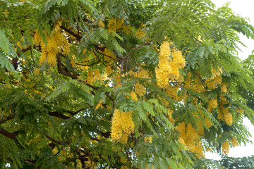 rainbow shower in hawaii