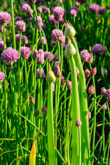 purple flowering buds of chives in morning light