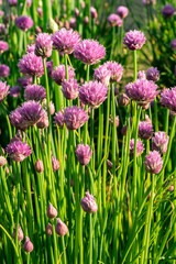 purple flowering buds of chives in morning light
