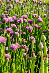 purple flowering buds of chives in morning light