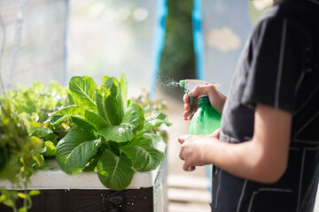 Teen boy watering and harvesting hydroponic vegetable in the house backyard