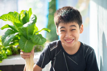 Teen boy watering and harvesting hydroponic vegetable in the house backyard