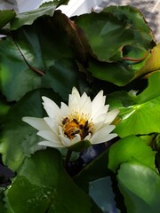 close up top view of beautiful lotus flower in the garden