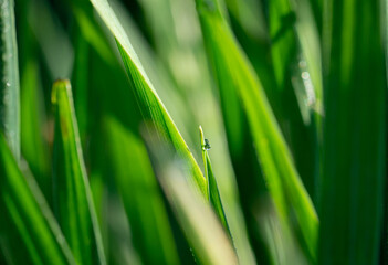 green grass blades with dew drops