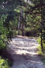 Forest sandy roads. Forest landscape