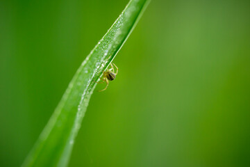 closeup of a small spider on a grass blade