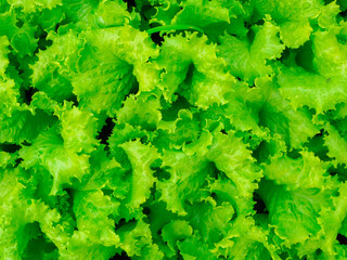 Green lettuce plant in a farm