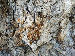 tree bark texture
