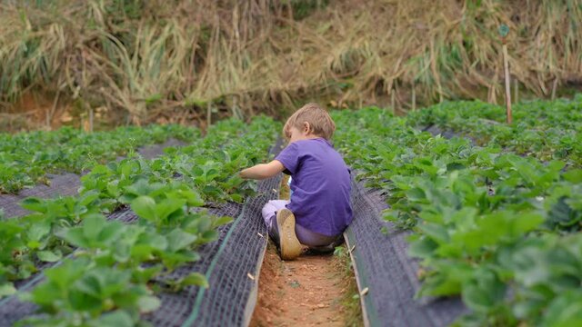 A little boy collects strawbery on an eco farm. Ecoturism concept