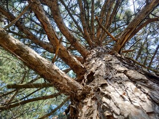 Fototapeta na wymiar Old pine. Pine forest.