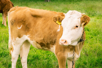 Naklejka na ściany i meble Brown-and-white calf on a pasture