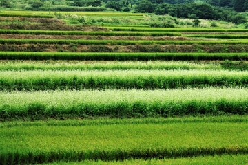 棚田のそば畑