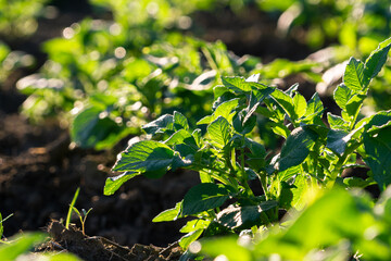 potato leaves in a field in bright morning light