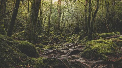 Photography of Shiratani Unsuikyo.
Yakushima Island exploration in 2019.