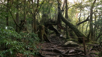 Photography of Shiratani Unsuikyo.
Yakushima Island exploration in 2019.