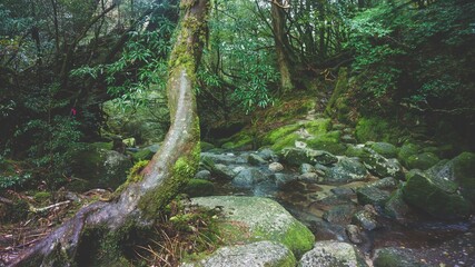 Photography of Shiratani Unsuikyo.
Yakushima Island exploration in 2019.