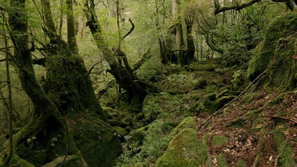 Photography of Shiratani Unsuikyo.
Yakushima Island exploration in 2019.