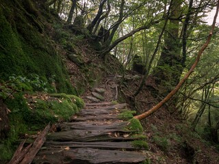 Photography of Shiratani Unsuikyo.
Yakushima Island exploration in 2019.