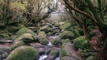 Photography of Shiratani Unsuikyo.
Yakushima Island exploration in 2019.