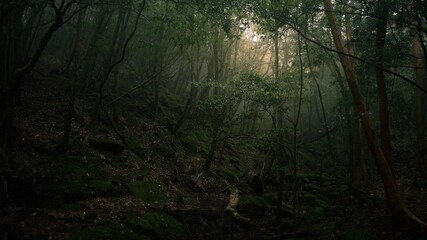 Photography of Shiratani Unsuikyo.
Yakushima Island exploration in 2019.