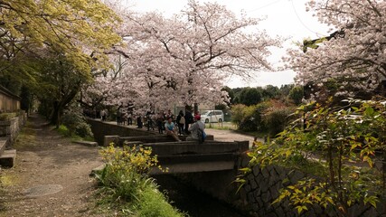 Cherry Blossom Photography in Tokyo.