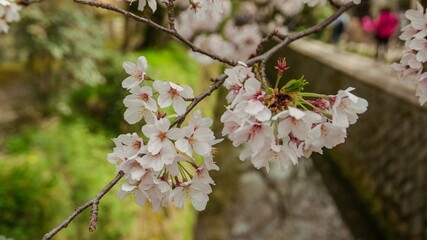 Cherry Blossom Photography in Tokyo.