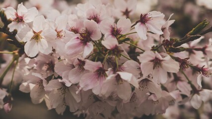 Cherry Blossom Photography in Tokyo.