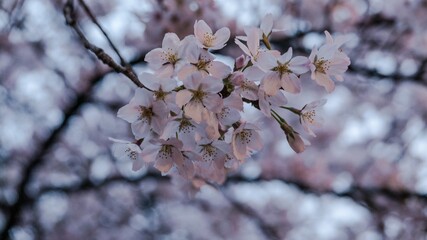 Cherry Blossom Photography in Tokyo.