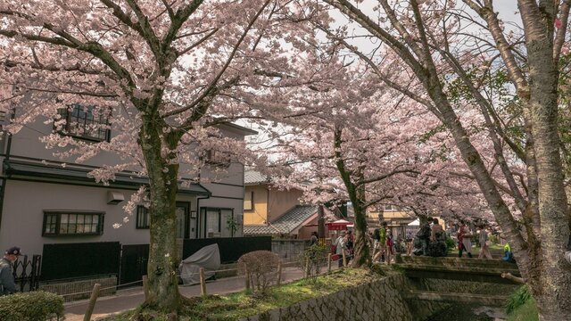 Cherry Blossom Photography in Tokyo.