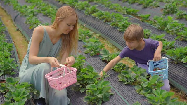 Young woman and her little son collect strawbery on an eco farm. Ecoturism concept