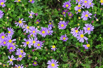 Goose River chrysanthemum in full bloom in the park